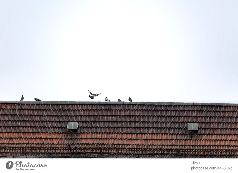 ein Dach mit Tauben in der Schönhauser Allee Berlin Prenzlauer Berg Vögel Stadtzentrum Außenaufnahme Hauptstadt Altstadt Menschenleer Bauwerk Altbau Architektur