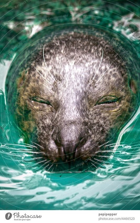 Seerobbe Seehund Zoo Zoologie Tier Wildtier Farbfoto Tierporträt Außenaufnahme Tiergesicht Menschenleer Blick Neugier Robben Blick in die Kamera Wasser niedlich