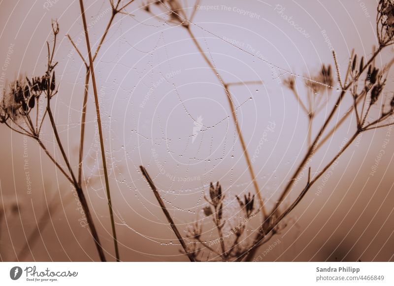 Spinnennetz mit Tautropfen hängt an Gräsern im Nebel Tropfen Nass feucht Wassertropfen nass Natur Makroaufnahme Nahaufnahme Netz Farbfoto natürlich