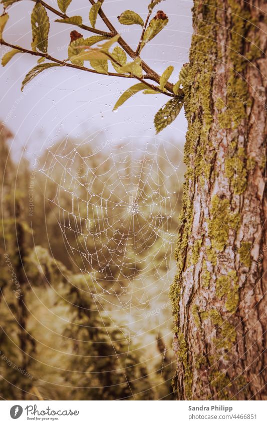 Spinnennetz mit Tautropfen hängt an einem Baum Muster nass feucht Nebel Wassertropfen Natur Nahaufnahme Außenaufnahme Tropfen Makroaufnahme Netz Menschenleer