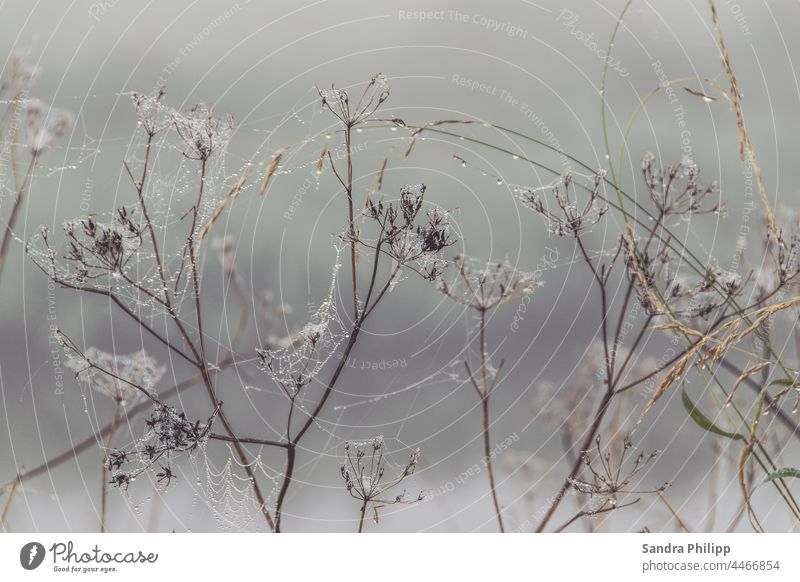 Viele kleine Spinnennetze umgeben Gräser im Regen Wassertropfen Nebel Herbst Pflanze nass Tau Morgen Menschenleer Außenaufnahme Natur Makroaufnahme