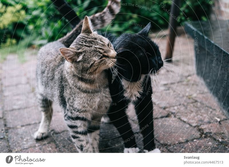 Beste Freunde Katzen Sommer spielerisch Haustier Freunde für immer im Freien fallen Herbst Tier