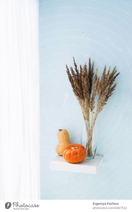 Herbstliches Stilleben. Kürbisse und Pampasgras Bouquet in Glasvase. Modernes Herbstkonzept im minimalistischen Stil. Feiertag Erntedankfest Stillleben