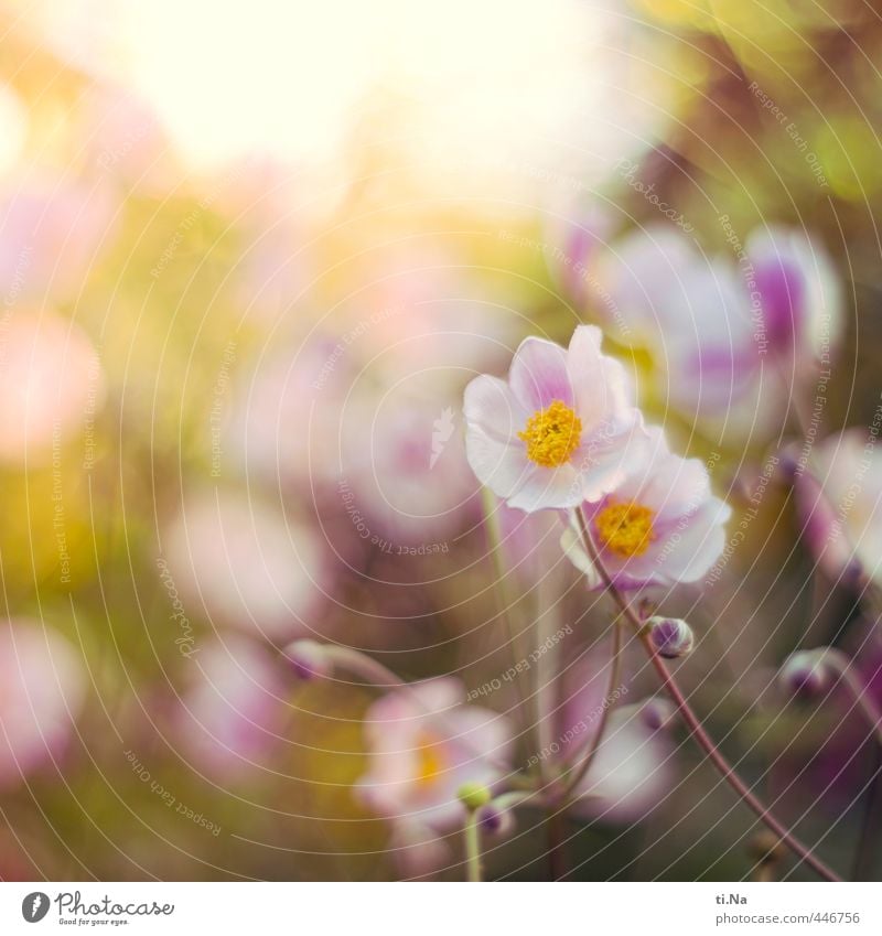 herbstlicher Sommergruß Natur Pflanze Tier Herbst Blume Blüte Anemonen Herbstanemone Stauden Garten Park Blühend Duft verblüht Wachstum schön natürlich gelb
