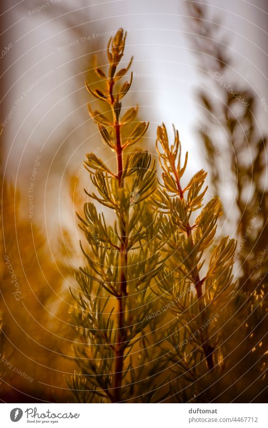 Makro Foto einer Gras Pflanze, Erica arborea Baumheide Gegenlicht Herbst sanft herbstlich Natur Außenaufnahme Blatt Boden Balkon Herbstfärbung Herbstbeginn gelb