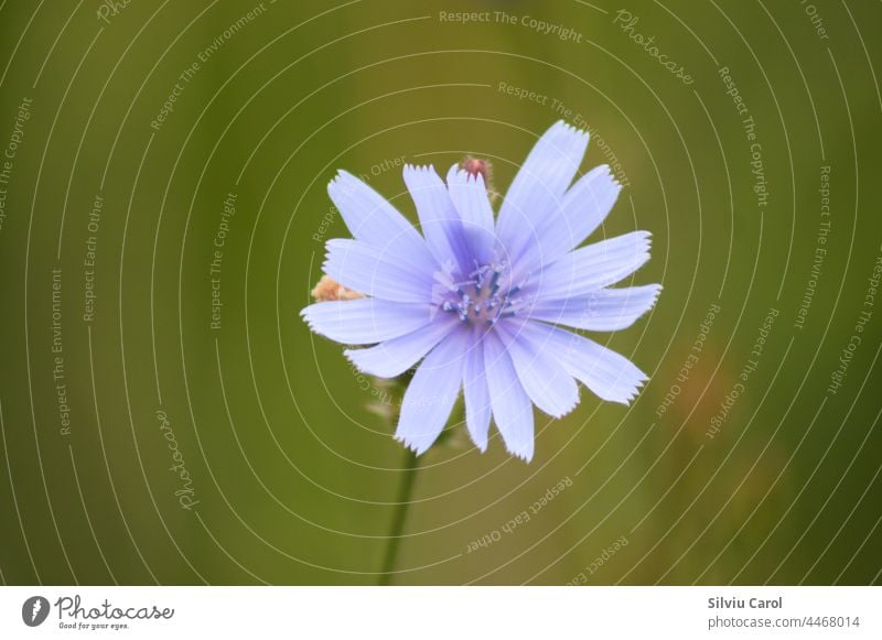 Blühende Wegwarte in Nahaufnahme mit grünem, unscharfem Hintergrund Natur Blume Pflanze Chicorée blau Sommer Flora Botanik allgemein Blüte Kraut Blütezeit