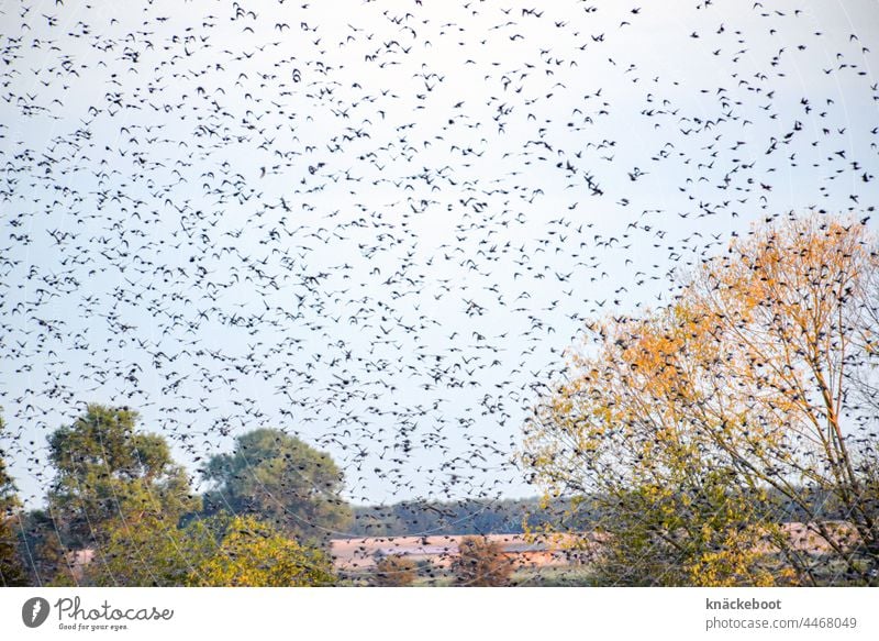 stare Herbst Vogelschwarm Schwarm Wildtier Zugvogel Tiergruppe Freiheit Vögel Himmel Außenaufnahme Natur Vogelzug Vogelflug viele Umwelt fliegen Bewegung