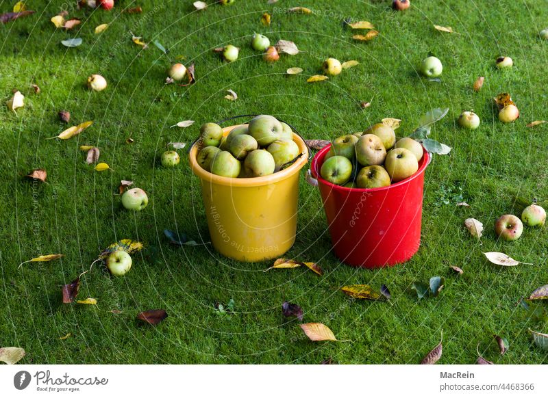 Fallobst auf der Wiese apfel äpfel draussen eimer essen fallobst pflücken gepfückt laub niemand rasen streuobstwiese vitamiene