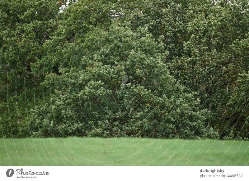 Waldrand bei starkem Wind mit aufgewühlten Blättern einer Baum. und Strauchgruppe Sturm Herbst Busch Landschaft Außenaufnahme grün Himmel Menschenleer Farbfoto