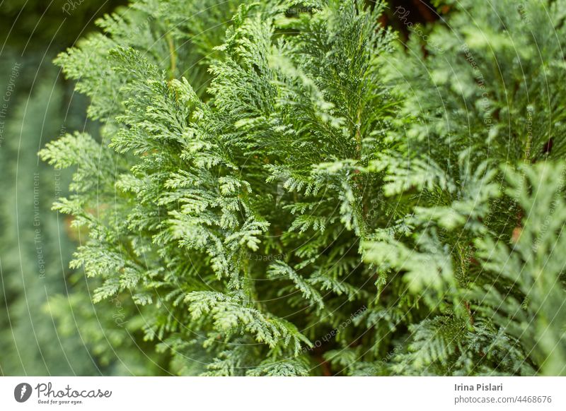 Nahaufnahme der Zypresse Kiefer grüne Blätter für Weihnachten oder Winter festliche Jahreszeit. (Selektiver Fokus) Hintergrund schön Schönheit Ast hell Buchse