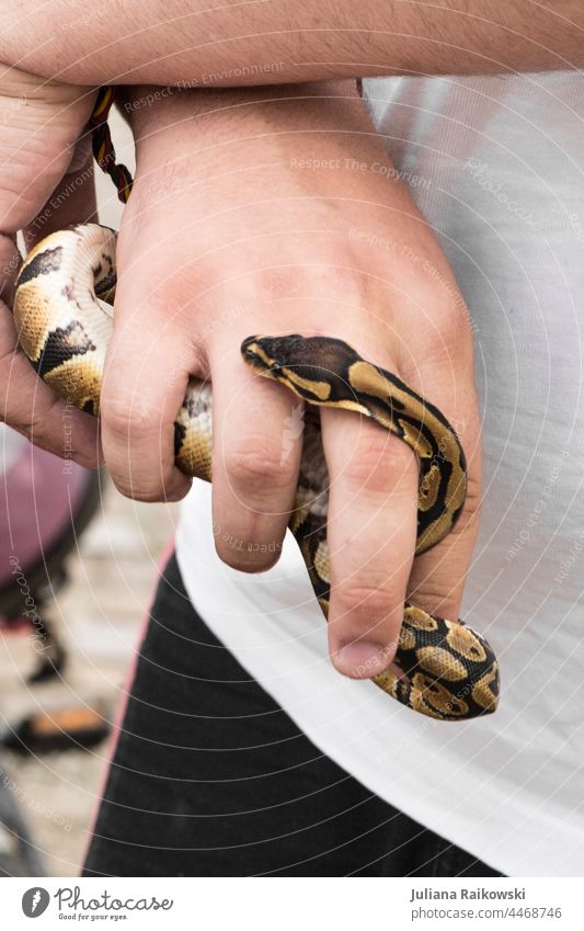 Hand mit Schlange Tier Farbfoto 1 Wildtier Natur Tag exotisch Detailaufnahme Schuppen Reptil Tierporträt beobachten gefährlich Angst Gift braun giftig gefährdet