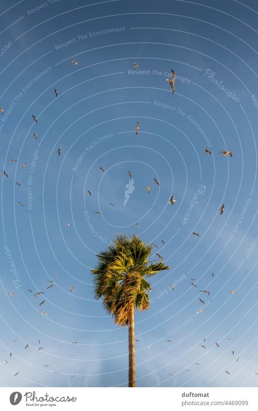 Einsame Palme wird von Möwen umkreist Horizont Landschaft Himmel Natur Menschenleer Umwelt Möve Wolken Vögel stark Möwenvögel Textfreiraum oben Pflanze Wetter