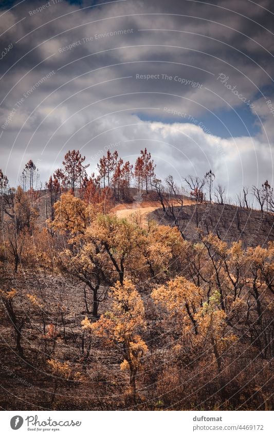 Nach dem Waldbrand Feuer Brand Natur natürlich Bäume Feuerstelle Außenaufnahme brennen heiß Flamme Holz gefährlich erholen aufforsten Rettung Berg Baum Glut