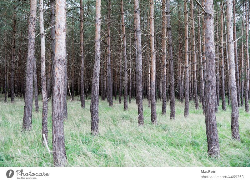 Tote Bäume, Baumsterben, Fichten, Klimawandel, Waldsterben, Borkenkäferbefall, Niedersachsen Deutschland Klimaerwärmung Klimakrise Klimaschutz Aussenaufnahme