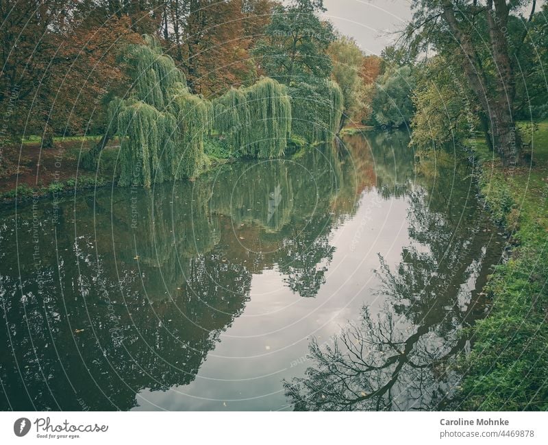Mystische Baumlandschaft spiegelt sich im Wasser Bäume Landschaft Fluss Natur Wald Umwelt grün Außenaufnahme Farbfoto Tag Menschenleer Pflanze ruhig Idylle