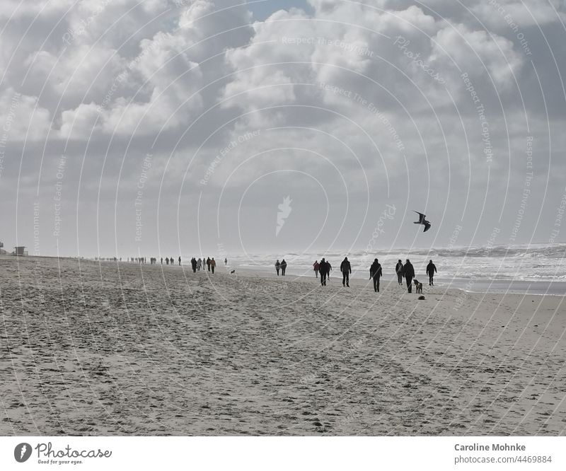 Menschen und Hunde laufen an einem Sturmtag am Strand auf Sylt - In der Luft fliegt eine Möwe Meer Sand Nordsee Ferien & Urlaub & Reisen Außenaufnahme Himmel