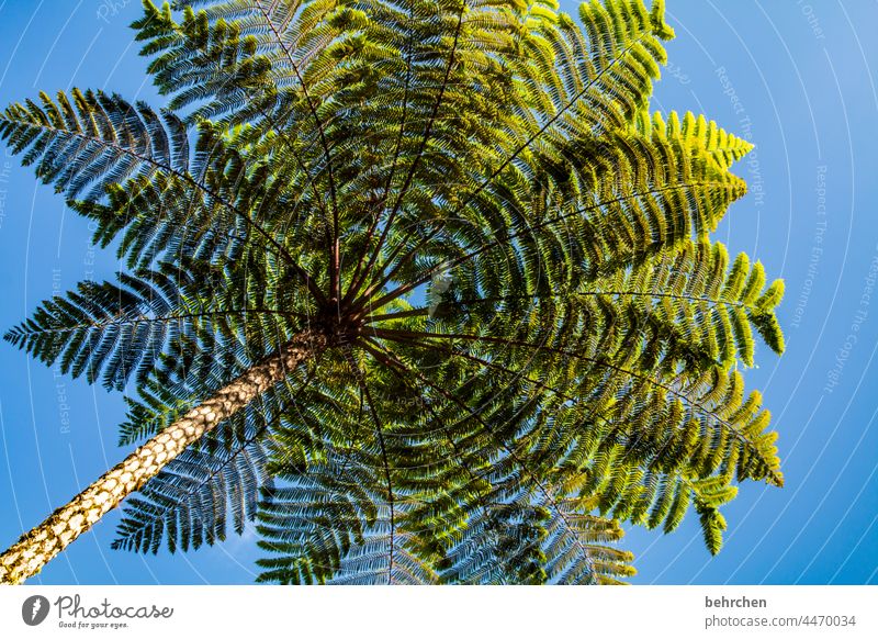 schattenspender Sonnenlicht Kontrast Licht Tag Menschenleer Außenaufnahme Farbfoto Fernweh cameron highlands Malaysia Asien grün blau groß gigantisch