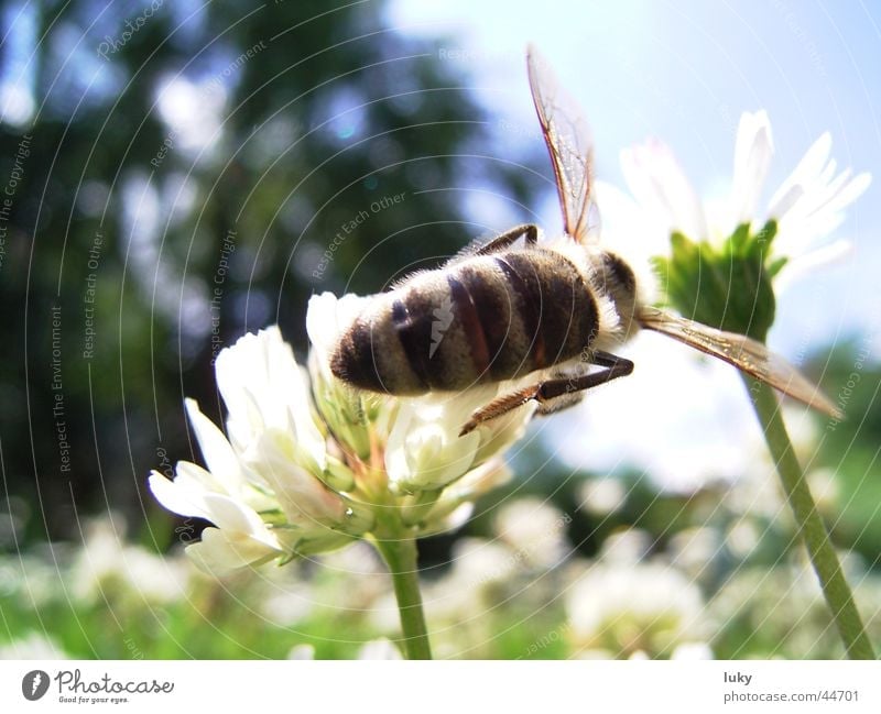 brummer sucht süßes Sommer Blume Gänseblümchen Wiese Wespen Physik bestäuben Tier Verkehr Sonne sun flower bine Wärme Ernte Biene Natur luky-page