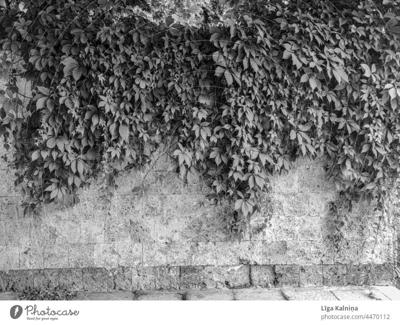 Backsteinmauer mit Blättern in Schwarz und Weiß Wand Mauer Fassade Backsteinwand Backsteinfassade Baustein Strukturen & Formen Bauwerk Muster Stein