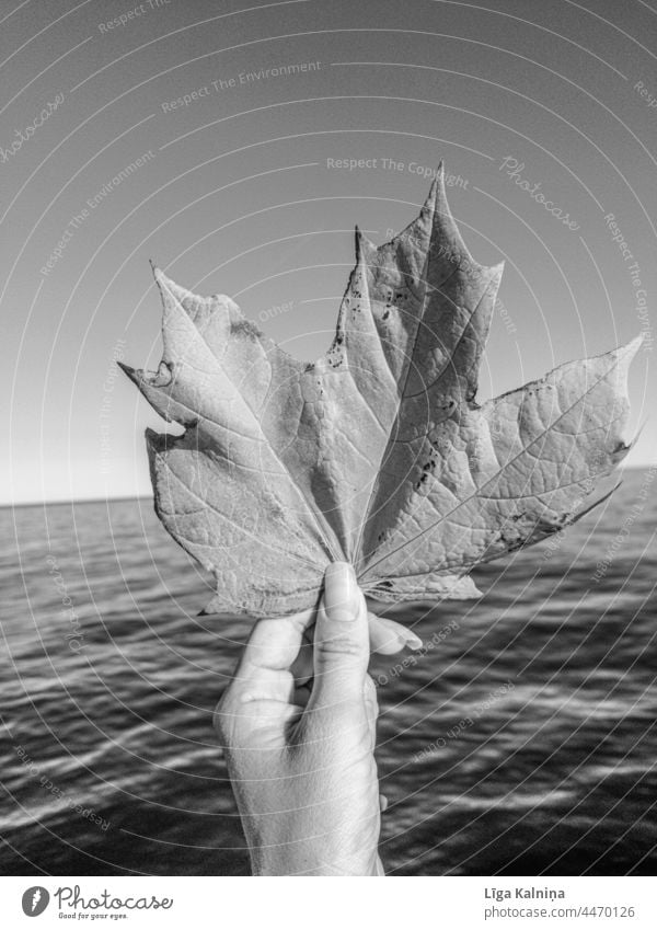 Hand hält Ahornblatt wieder Seelandschaft Blatt Beteiligung Herbst Hintergrund Nahaufnahme grün Natur natürlich Pflanze Frau Hände herbstlich Herbstlaub