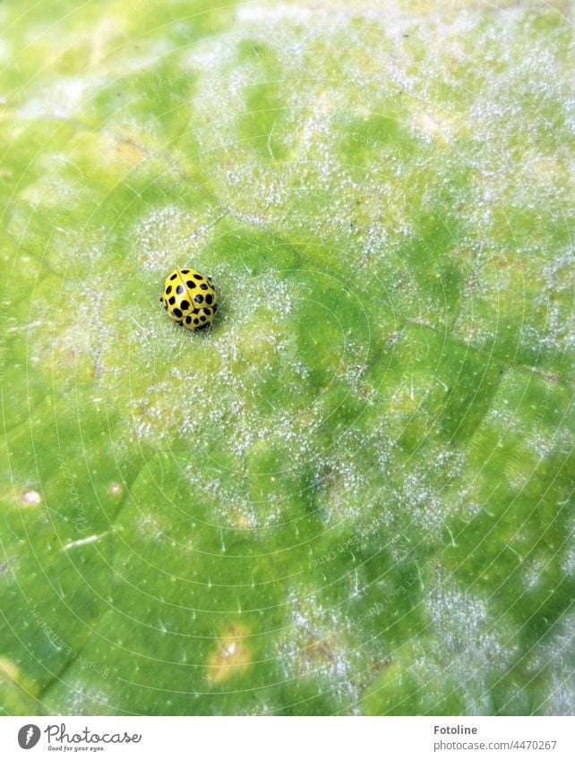 Ja, das Kürbisblatt sieht etwas merkwürdig aus, aber der gelbe Marienkäfer mit schwarzen Punkten macht sich wirklich gut drauf. Blatt Pflanze Natur Farbfoto