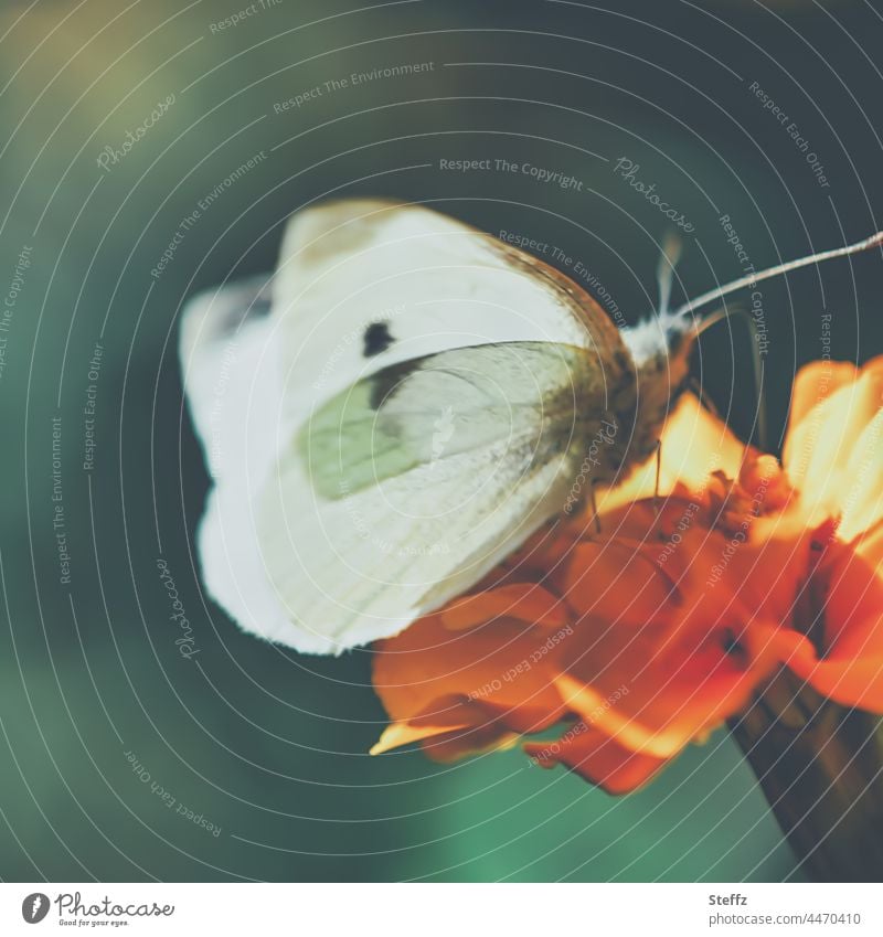 Altweibersommer | das Licht in den Flügeln | zum letzten Mal goldener Oktober Schmetterling Falter leicht Indian Summer Tagetes Studentenblume Kohlweißling