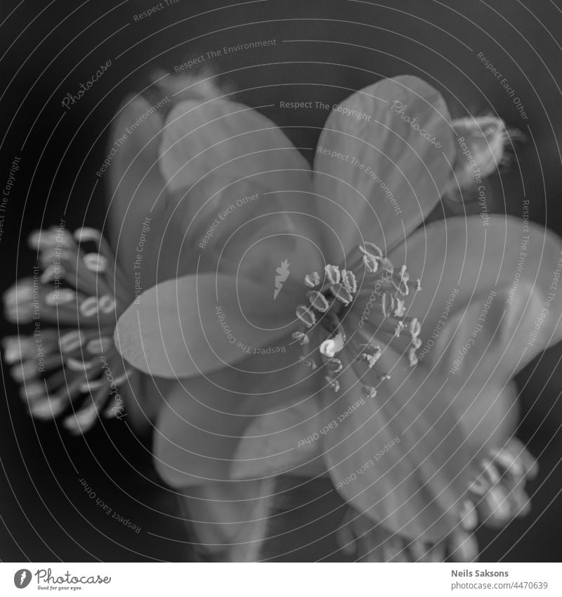 Apfelbaumblüte isoliert auf dunkelgrauem Hintergrund, Nahaufnahme Makro. Weiße zarte Frühlingsblumen. Schwarzer und weißer monochomer Blumenhintergrund mit Blütenblättern und Pollenblättern