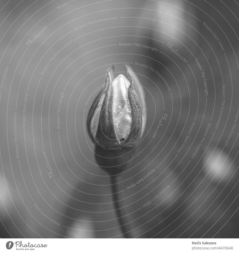 Makro einer weißen Rosenknospe in Graustufen. Schwarzer und weißer unscharfer Hintergrund. schön Schönheit schwarz Blütezeit Überstrahlung Blumenstrauß hell