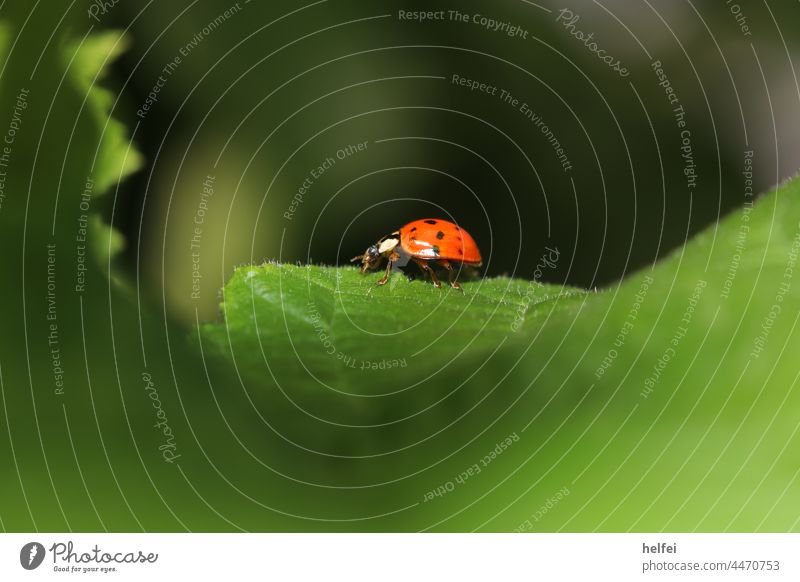 Marienkäfer auf grünem Blatt im Garten Käfer Insekt Siebenpunkt-Marienkäfer krabbeln Makroaufnahme Tier rot klein Glück Fühler Farbfoto Beine herbst Sommer