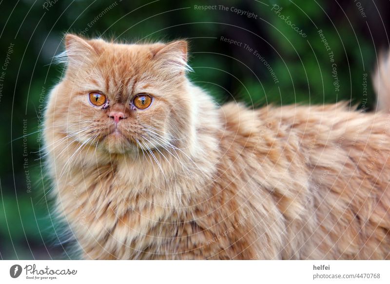 Perserkatze mit rotem Fell und glänzenden Augen vor verschwommenen Hintergrund im Garten Katze Haustier Tiergesicht Tierporträt Blick in die Kamera Persisch