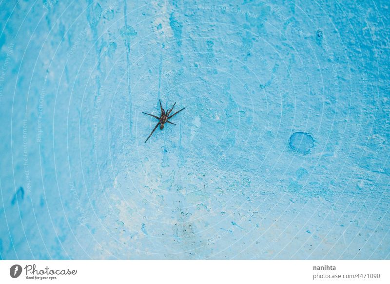 Kleine Spinne in einer blauen Wand Plage Gefahr Risiko Phobie Angst wenig Spanien Pool türkis wild Tier Insekt Textur texturiert geknackt gruselig Töne blass