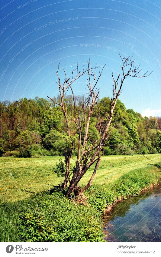 Tod oder lebendig Baum Bach Wald Wiese Ferien & Urlaub & Reisen Einsamkeit Luft vertrocknet Himmel Wasser Freiheit