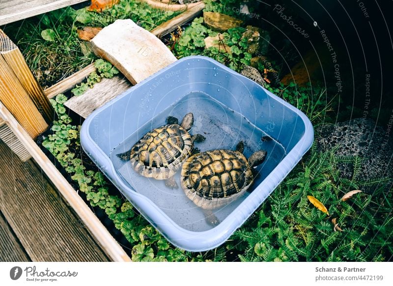 zwei Landschildkröten nach der Winterruhe Haustier Haustiere Schildkröte Schildkröten Gehege Zoo Wildpark Reptilien Tier Farbfoto Außenaufnahme