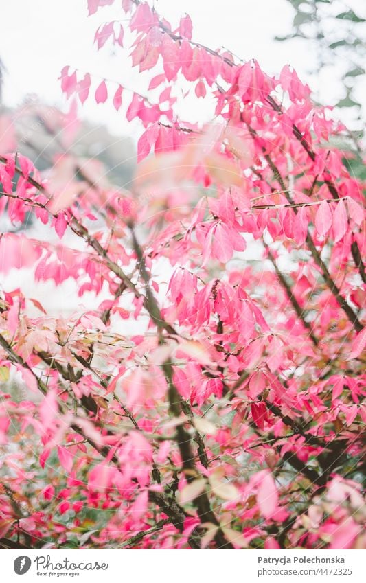 Herbstbaum mit rosa Blättern, weiche zarte Natur Baum fallen Wald Nahaufnahme filigran