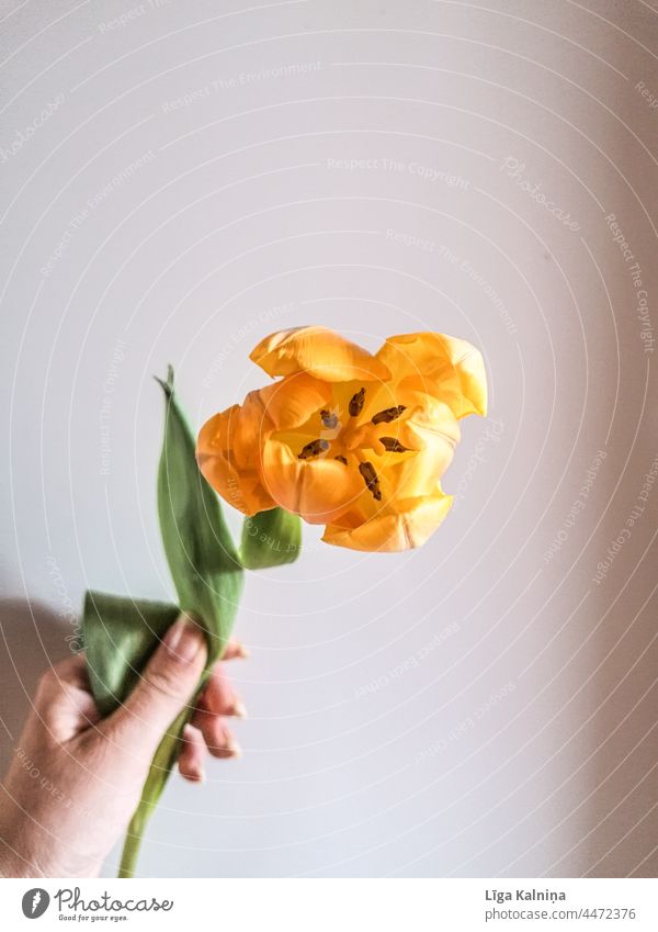 Hand hält gelbe Tulpe Tulpenblüte Pflanze Blume Frühling Frühlingsblume Duft gelbe Blume Beteiligung Farbfoto Frauentag Feier Geschenk minimalistisch