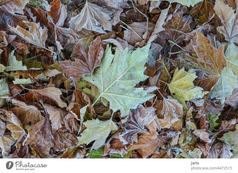 Herbstlaub Laub bunt Blätter Raureif kalt Natur herbstlich Herbstfärbung Blatt Vergänglichkeit Menschenleer Wald Herbstwetter Jahreszeiten Außenaufnahme