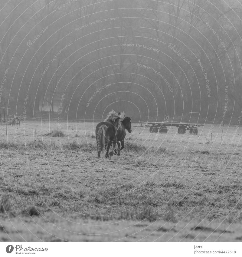 Zwei Pferde auf einer Pferdekoppel im Herbst Nebel Morgen kalt Wiese laufen Natur Außenaufnahme Menschenleer Tier Weide Feld Schwarzweißfoto Gras