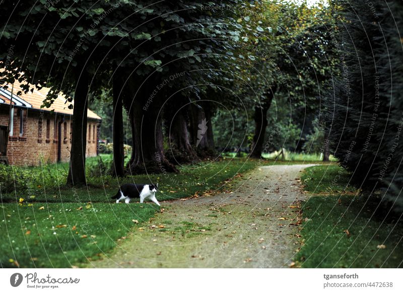 Katze im Park katzenhaft freigänger Allee Garten Spaziergang im Freien Haustiere Ein Tier Blick
