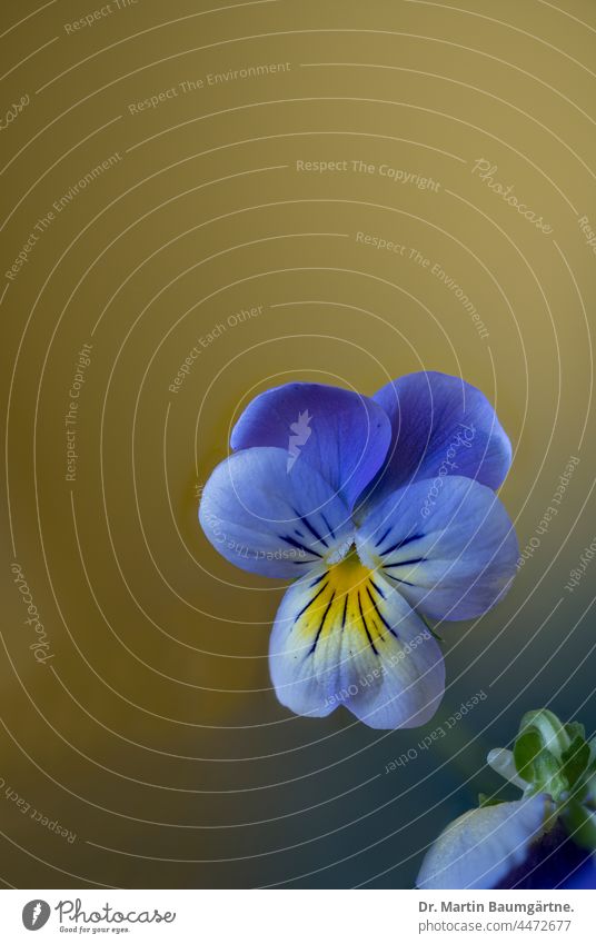 Hornveilchen, Viola cornuta, Kulturform Pflanze Blume Blüte Sorte Veilchengewächse Violaceae blau gelb