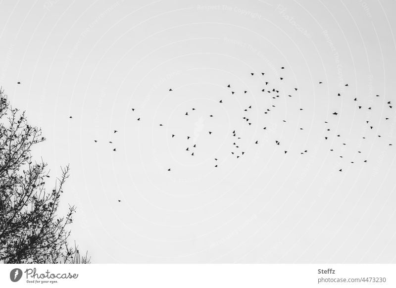 Novemberhimmel | Herbstlaub vom Winde verweht | oder die Vögel Vogelzug Vogelflug Wildvögel Stare Novemberblues Novemberbild Vogelschwarm grau Novemberlicht