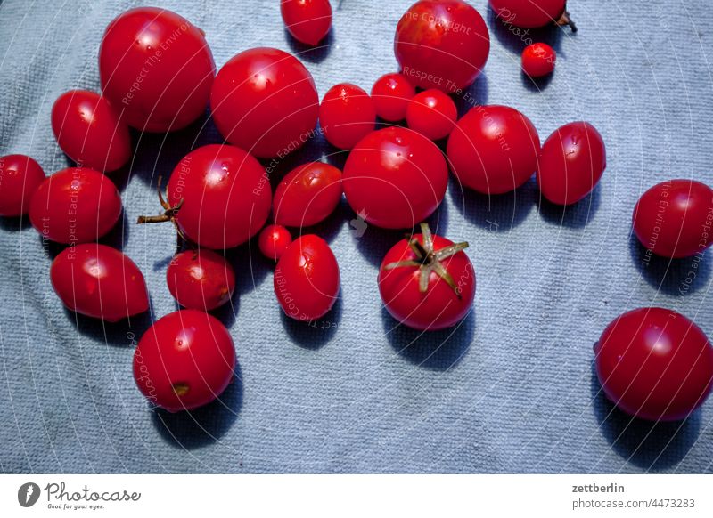 Tomaten garten herbst kleingarten kleingartenkolonie menschenleer natur pflanze ruhe saison schrebergarten textfreiraum tiefenschärfe alt ernährung essen gemüse