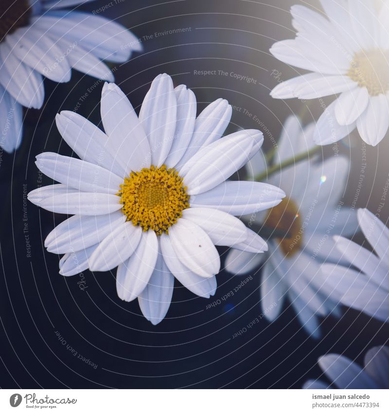 romantische weiße Gänseblümchen im Garten im Frühling Blume Blütenblätter Pflanze geblümt Flora Natur dekorativ Dekoration & Verzierung Schönheit