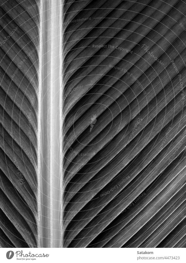 Textur auf der Oberfläche des Blattes einer Zigarrenpflanze, grauer Hintergrund Muster frisch tropisch calathea abschließen Blume Pflanze Natur natürlich Farbe
