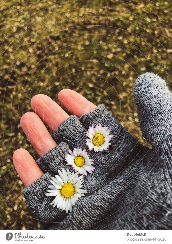 Eine Hand in Handschuhen mit Gänseblümchen zwischen den Fingern Herbst herbstlich Fingerkuppe Haut Blumen Farbfoto Nahaufnahme Mensch Außenaufnahme festhalten