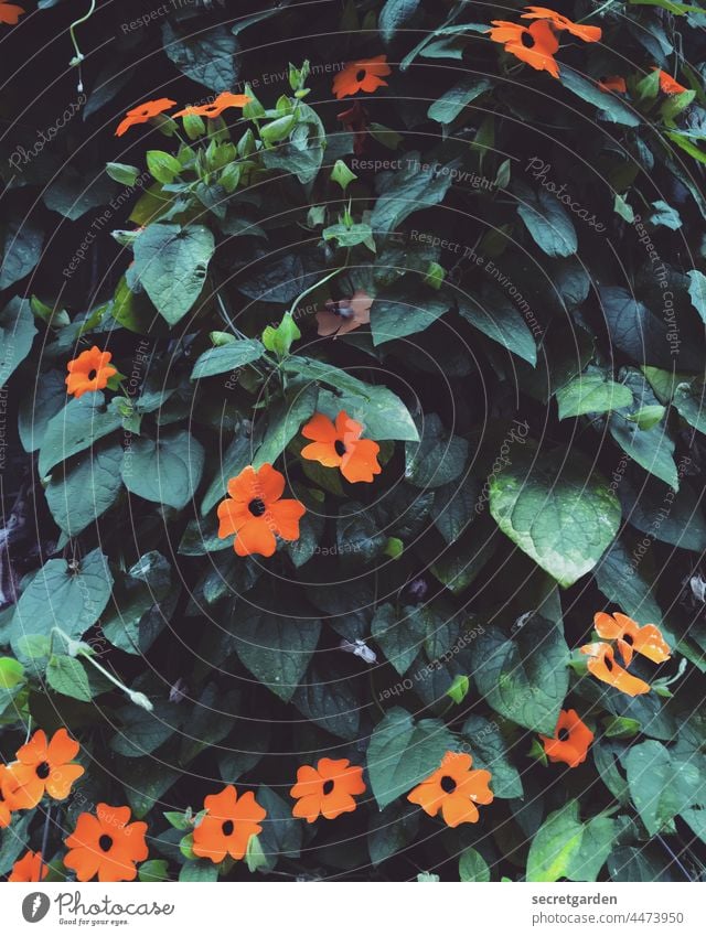 Schwarzäugige Susanne Blume grün orange Blüte Pflanze Farbfoto Blatt Natur mehrfarbig Frühling Menschenleer Außenaufnahme Garten Sommer Blühend Wachstum