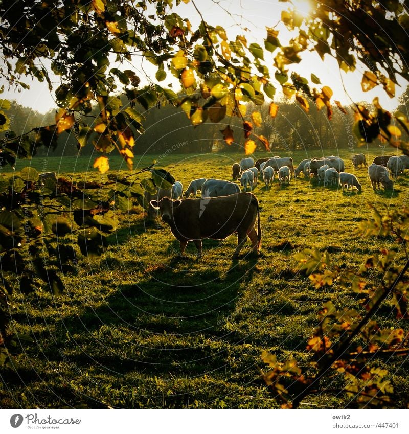Wiesn Umwelt Natur Landschaft Pflanze Tier Klima Wetter Schönes Wetter Baum Gras Blatt Zweig Nutztier Kuh Herde beobachten Fressen Blick wandern Neugier viele