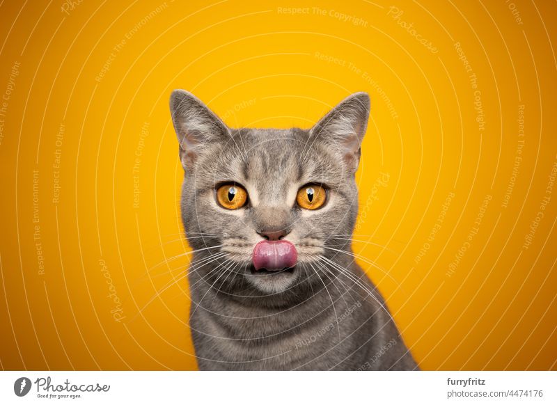 hungrige Katze leckt Lippen Porträt auf gelb orange Hintergrund Haustiere Rassekatze britische Kurzhaarkatze Ein Tier im Innenbereich Studioaufnahme schön