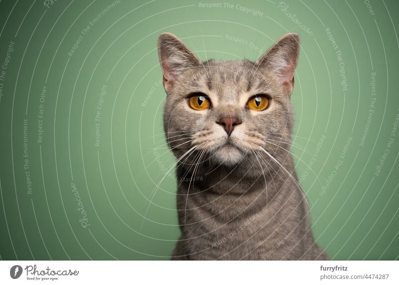 neugierige Katze mit gelben Augen Porträt auf grünem Hintergrund Haustiere Rassekatze britische Kurzhaarkatze Ein Tier im Innenbereich Studioaufnahme schön
