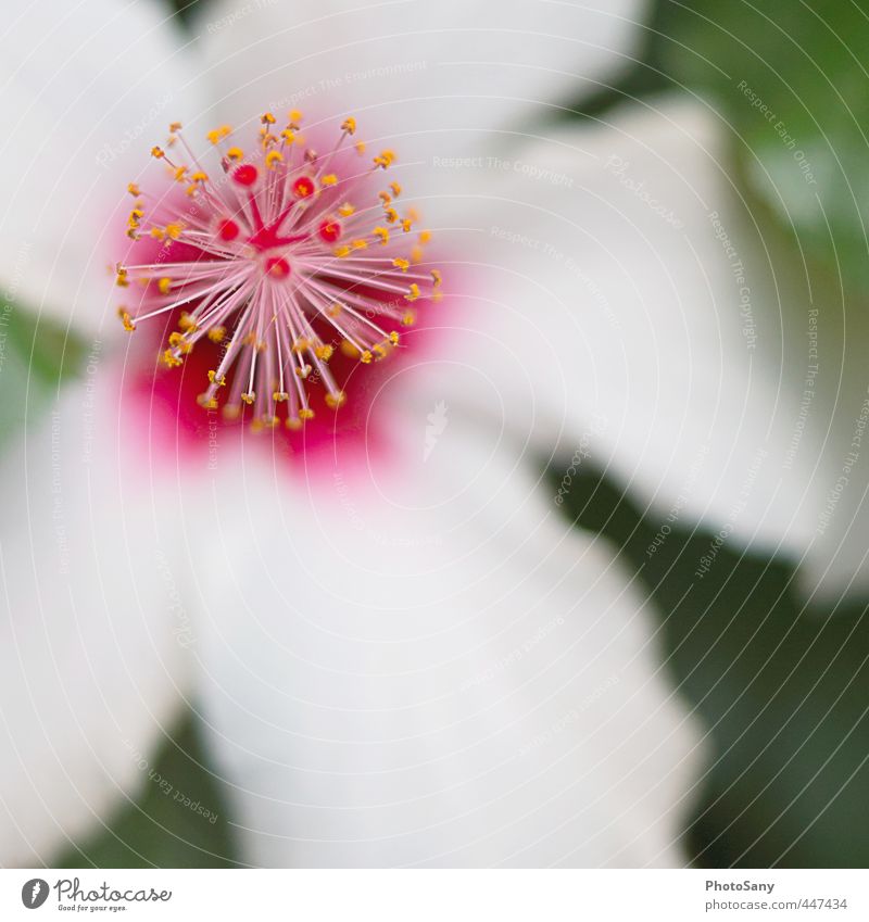 ein wenig Hawaii Natur Pflanze Blume ästhetisch grün rosa weiß Makroaufnahme Farbfoto Außenaufnahme Textfreiraum rechts Tag Unschärfe