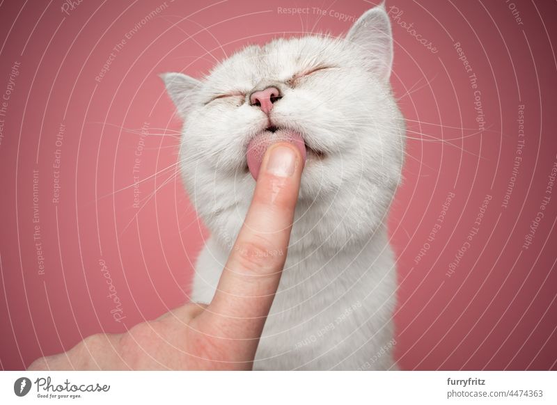 Süße weiße Britisch Kurzhaar Katze leckt Finger Ein Tier im Innenbereich Studioaufnahme Haustiere Rassekatze britische Kurzhaarkatze Hirschkalb beige